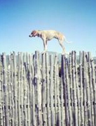 ����һֻ��