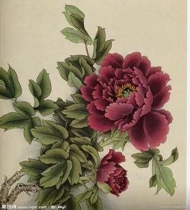 ��͸����